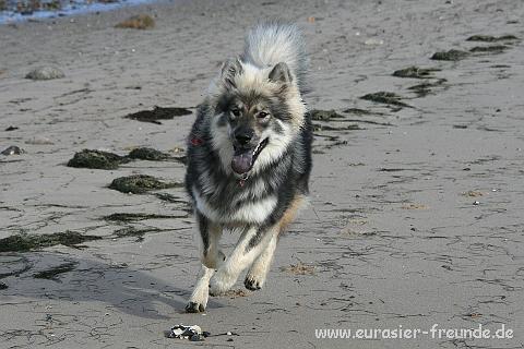 (Foto Goslar)_daenemark_2010_IMG_9497_Hjerpsted_Strand.jpg - ... am Strand herumzutoben.